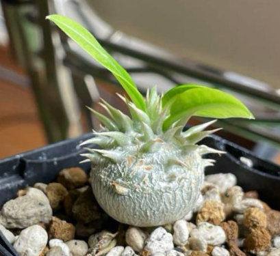 Pachypodium brevicalyx PLANT