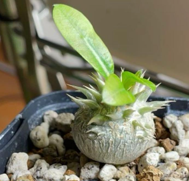 Pachypodium brevicalyx PLANT