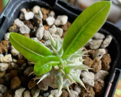 Pachypodium brevicalyx PLANT