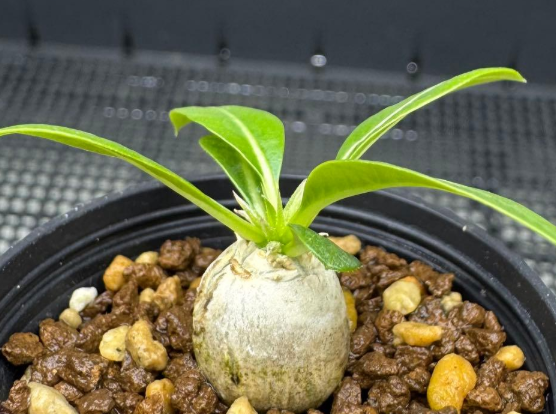 Pachypodium brevicaule PLANT
