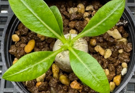 Pachypodium brevicaule PLANT