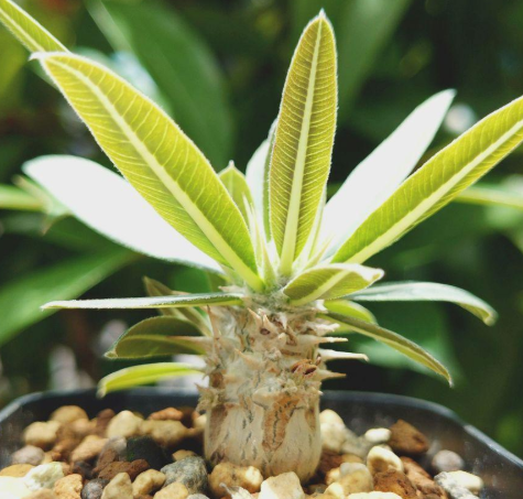 Pachypodium Gracilius PLANT