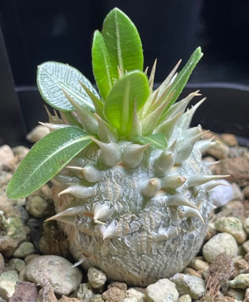 Pachypodium leucoxanthum PLANT