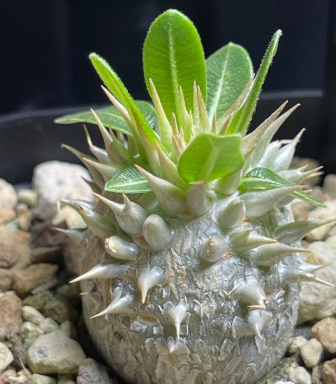 Pachypodium leucoxanthum PLANT