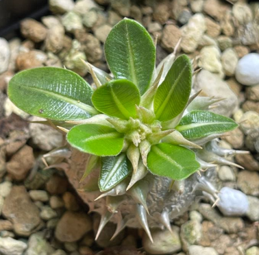 Pachypodium leucoxanthum PLANT