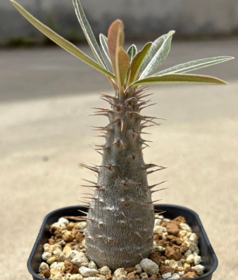 Pachypodium rosulatum v. cactipes PLANT