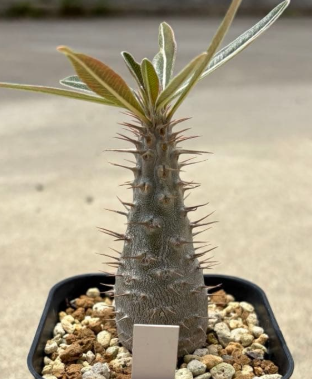 Pachypodium rosulatum v. cactipes PLANT