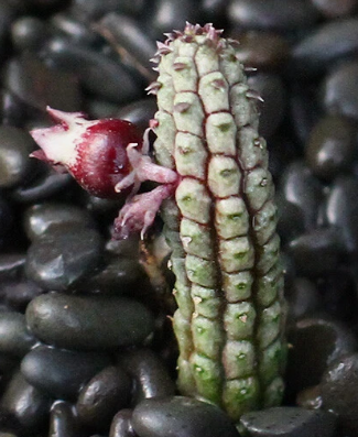 Echidnopsis ericiflora PLANT
