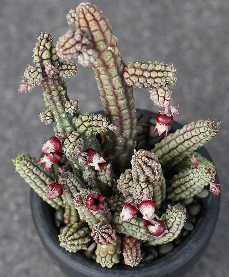 Echidnopsis ericiflora PLANT