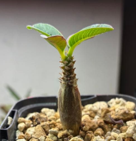 Pachypodium baronii ssp. windsorii PLANT
