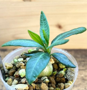 Pachypodium succulentum PLANT
