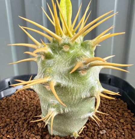 Pachypodium ambongense PLANT