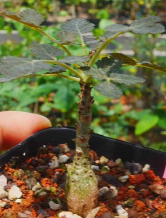 Boswellia dioscoridis PLANT