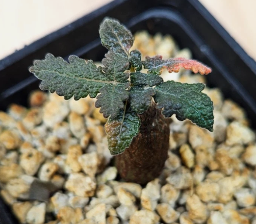 Boswellia bullata PLANT