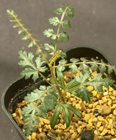 Boswellia socotrana – PLANT