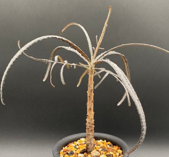 Boswellia elongata PLANT