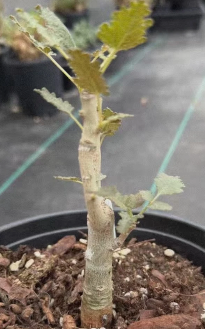 Boswellia samhaensis （20251111-11） Boswellia Samhaensis PLANT – exotic-gardenkingdom.com