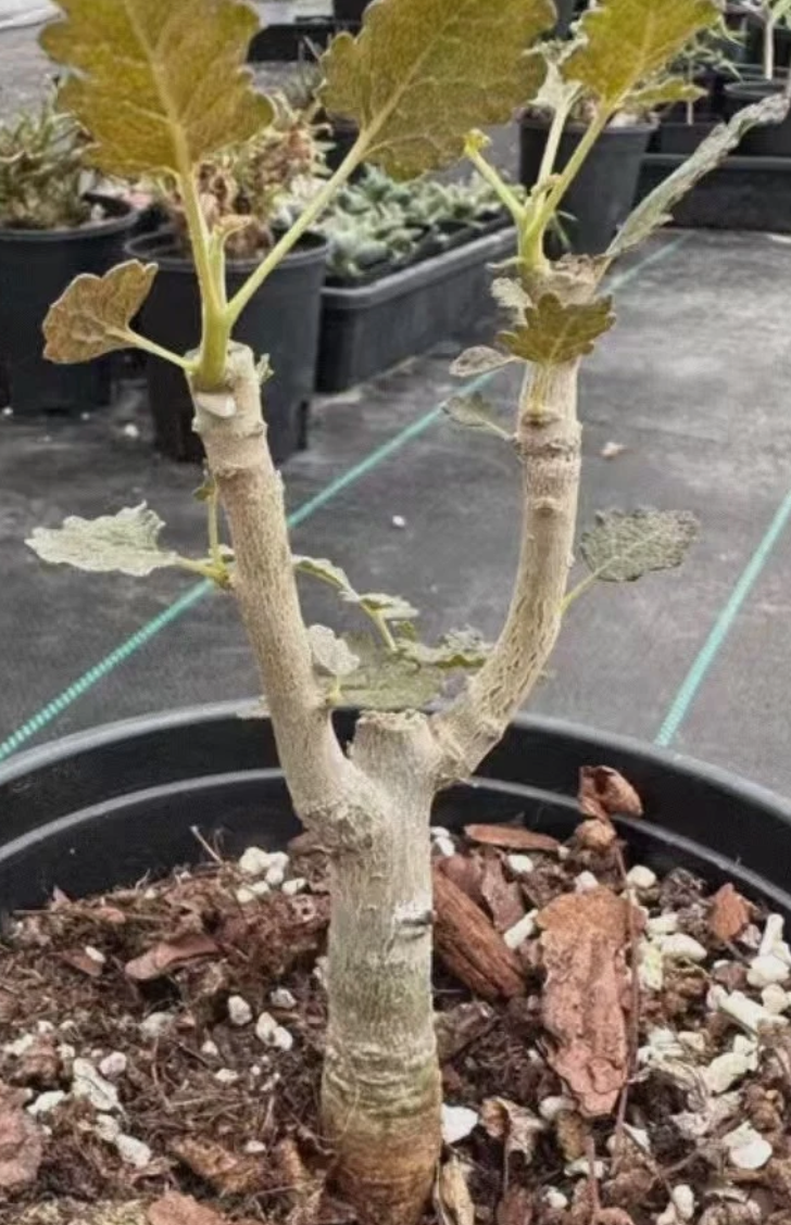 Boswellia Samhaensis PLANT – exotic-gardenkingdom.com