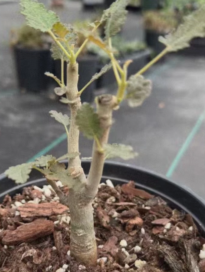 Boswellia samhaensis （20251111-11） Boswellia Samhaensis PLANT – exotic-gardenkingdom.com