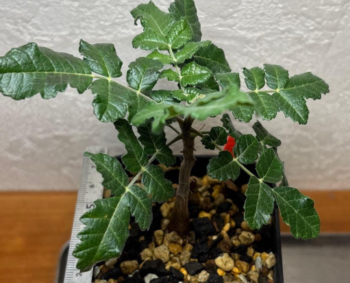 Boswellia sacra – PLANT