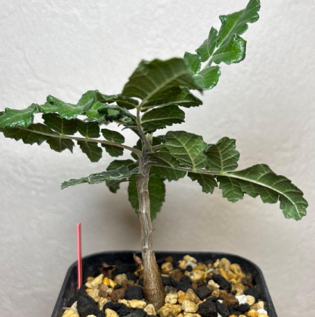 Boswellia sacra – PLANT
