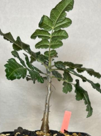 Boswellia sacra – PLANT