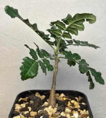 Boswellia sacra – PLANT