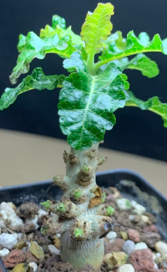 Boswellia nana – PLANT