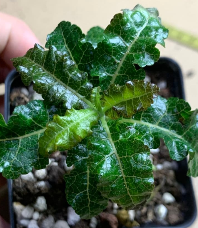 Boswellia nana – PLANT