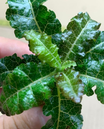 Boswellia nana – PLANT