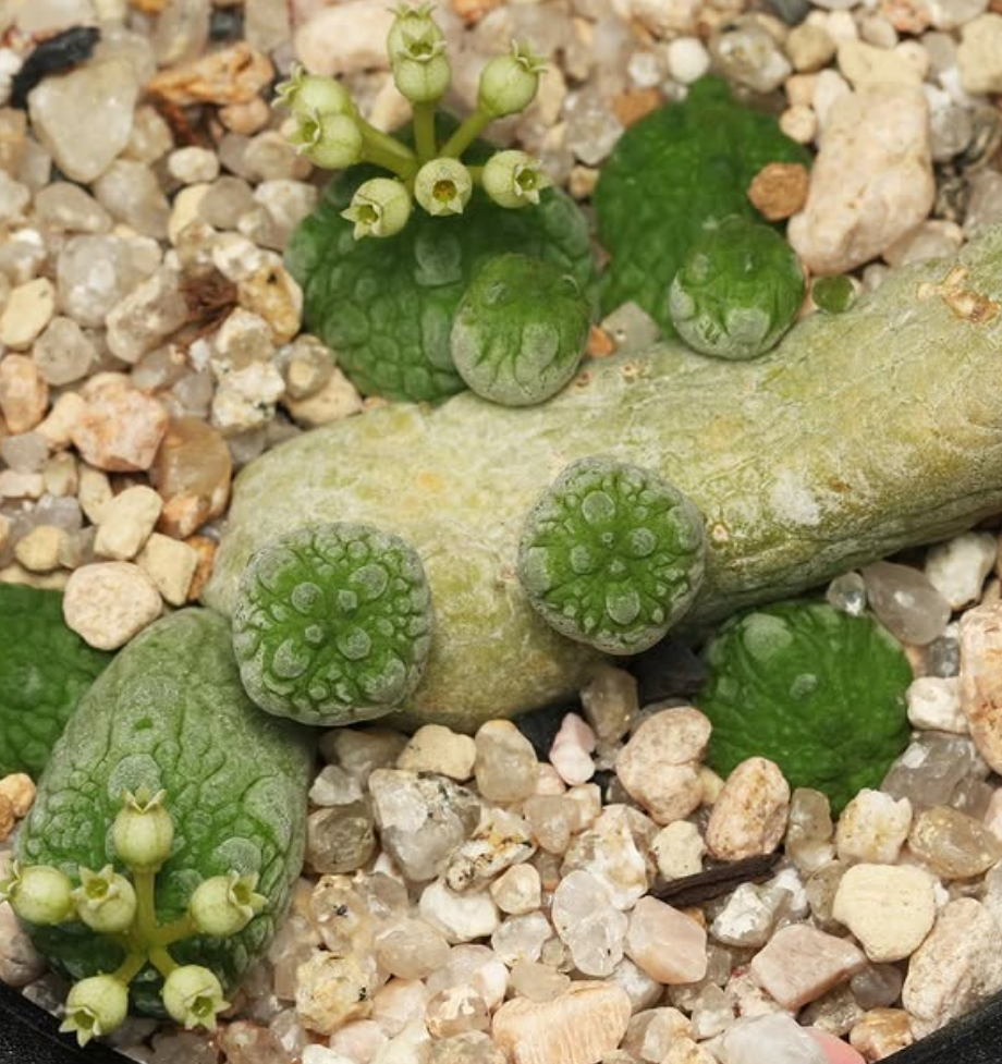 Pseudolithos Caput-viperae 10 Pieces Seeds