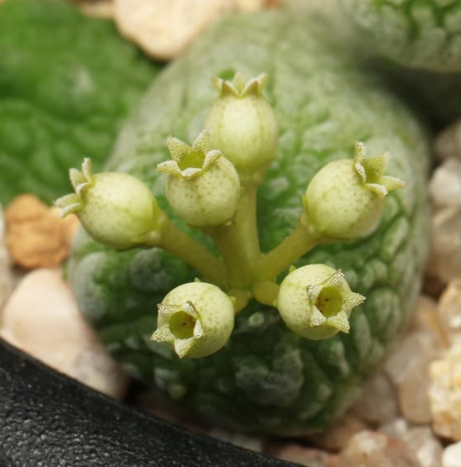 Pseudolithos Caput-viperae 10 Pieces Seeds