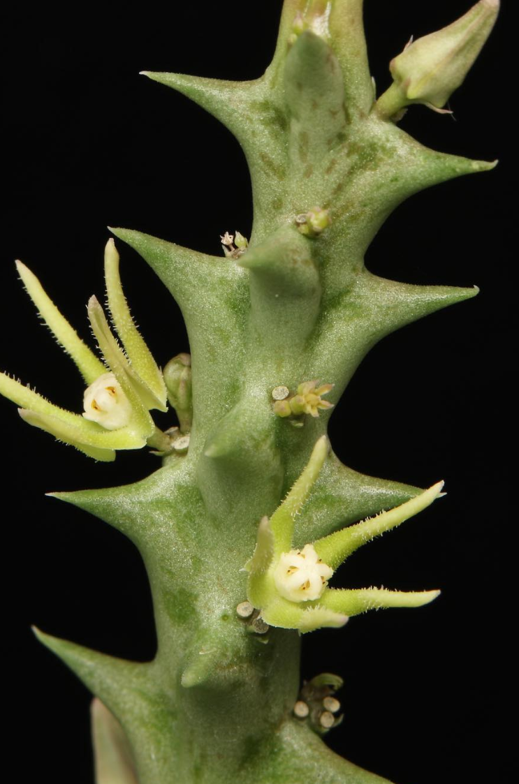 Orbea nardii 5 Pieces Seeds