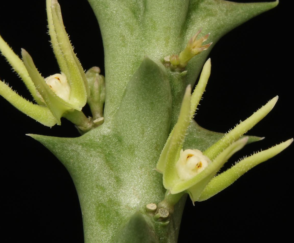 Orbea nardii 5 Pieces Seeds