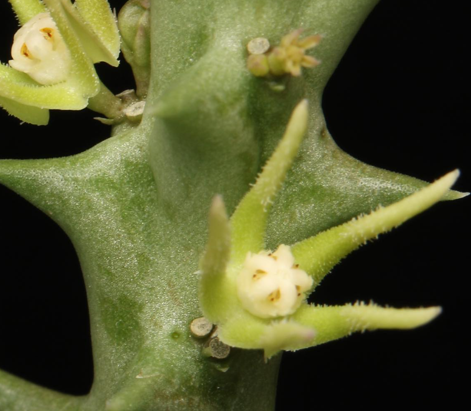 Orbea nardii 5 Pieces Seeds