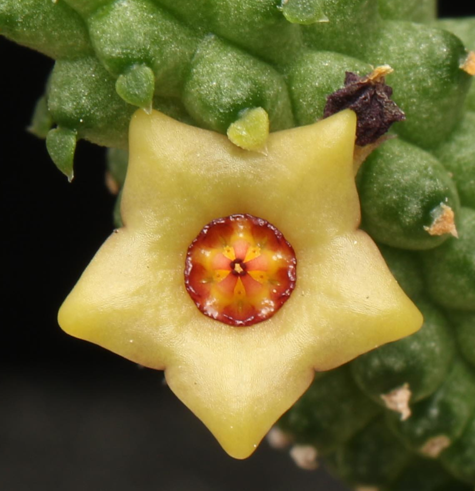 Echidnopsis Mariae 5 Pieces Seeds