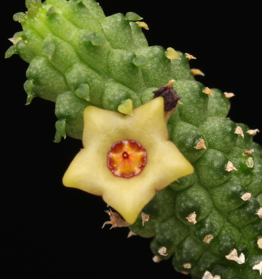 Echidnopsis Mariae 5 Pieces Seeds