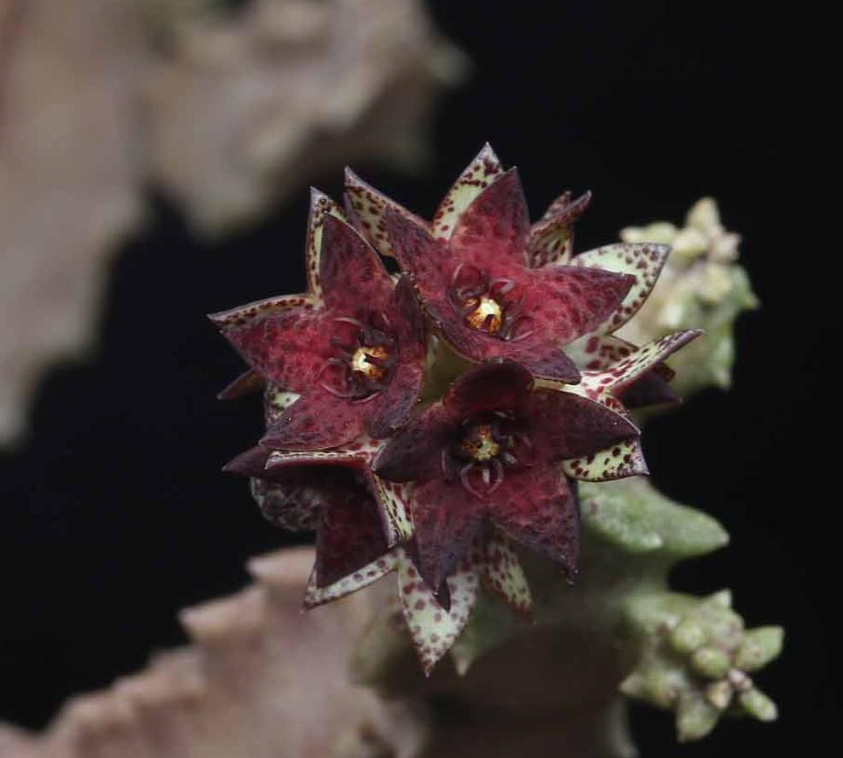 Caralluma mirbatensis 5 Pieces Seeds