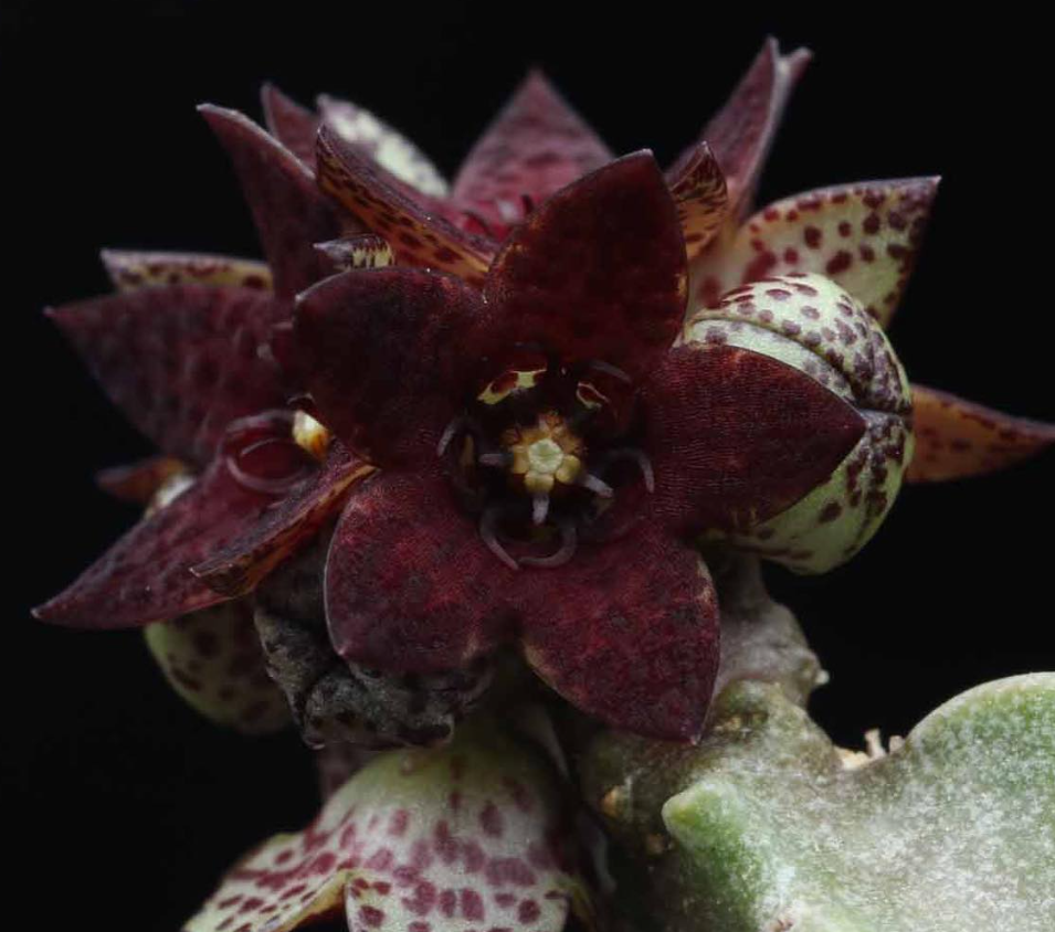 Caralluma mirbatensis 5 Pieces Seeds