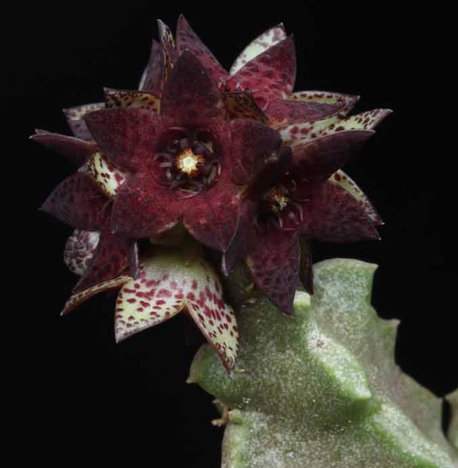 Caralluma mirbatensis 5 Pieces Seeds
