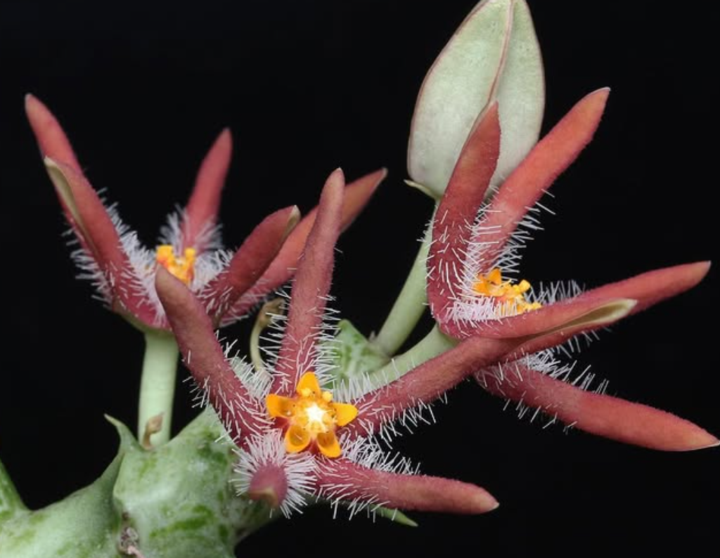 Orbea Chrysostephana 5 Pieces Seeds