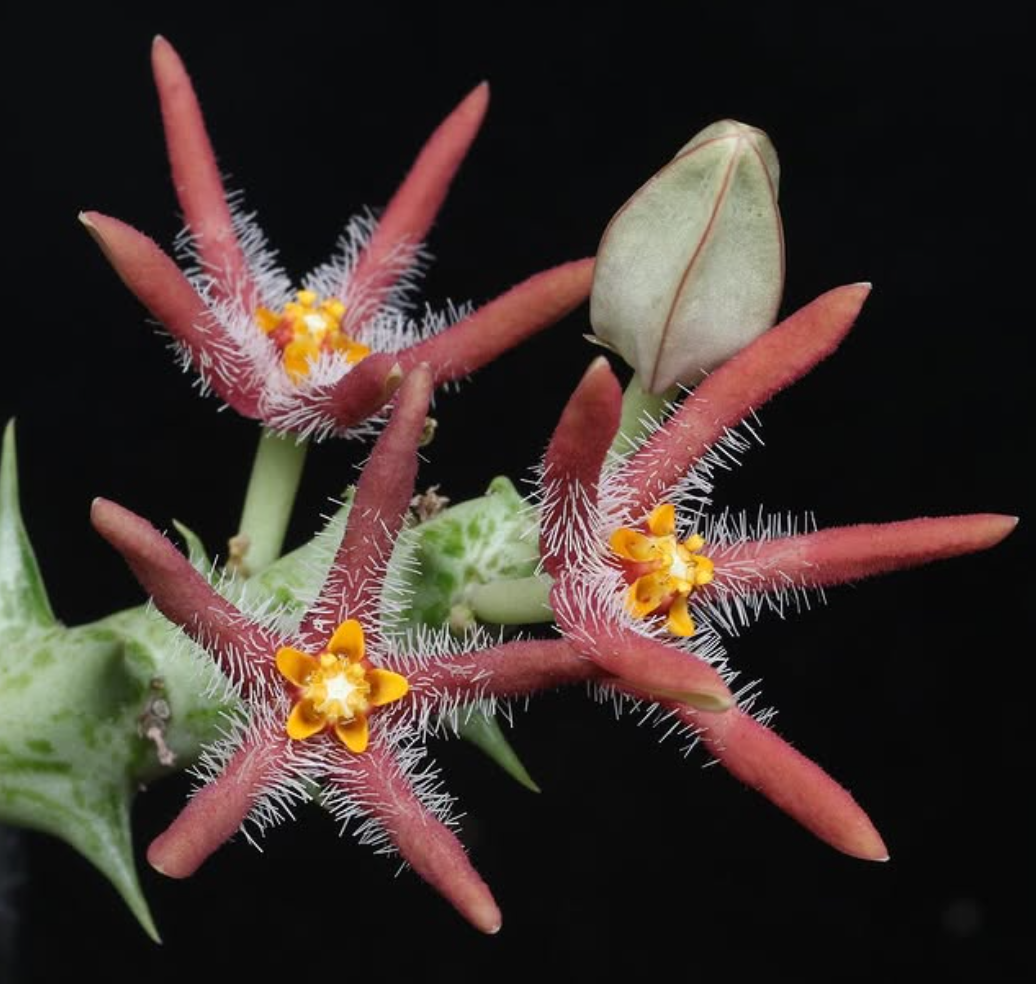 Orbea Chrysostephana 5 Pieces Seeds