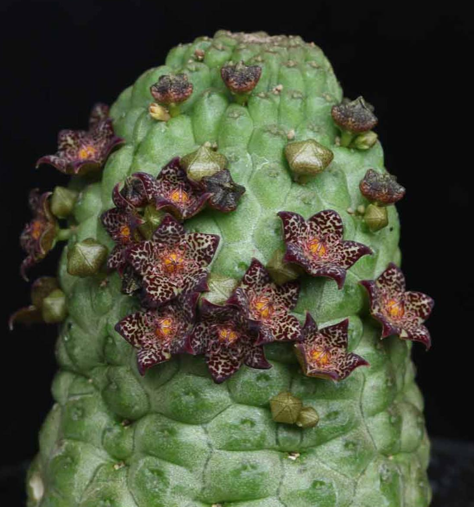 Larryleachia marlothii 7 Pieces Seeds