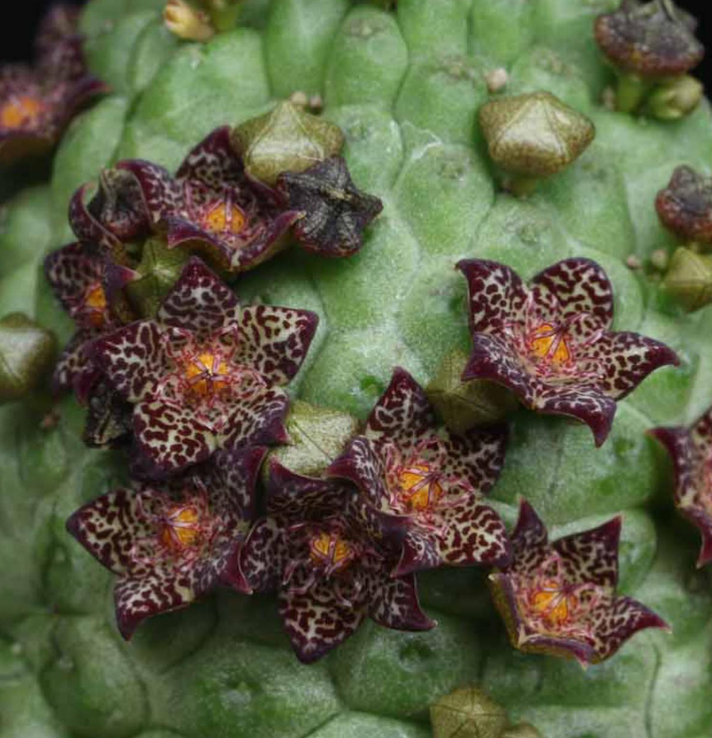 Larryleachia marlothii 7 Pieces Seeds