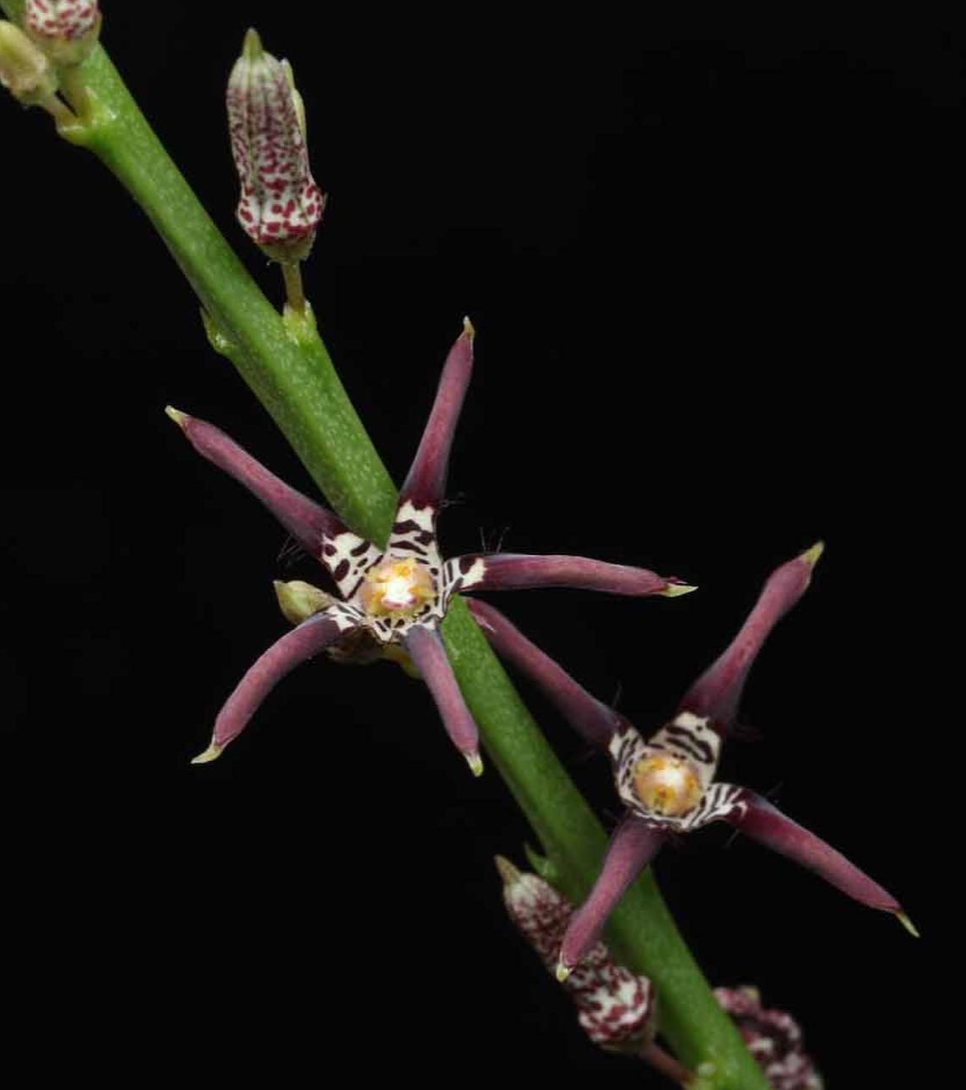Caralluma priogonium 5 Pieces Seeds