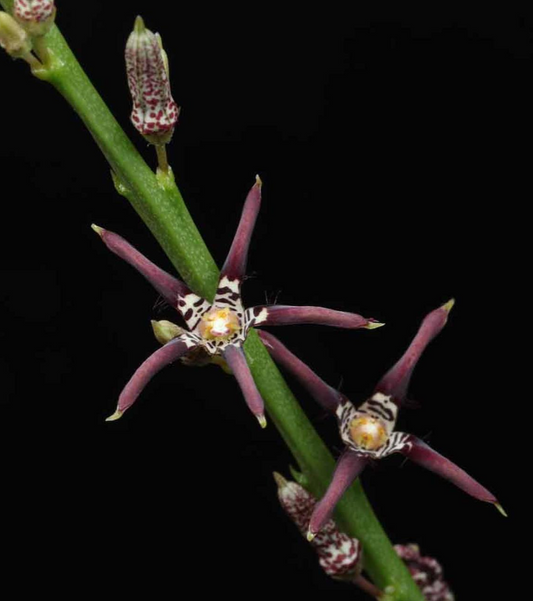 Caralluma priogonium 5 Pieces Seeds