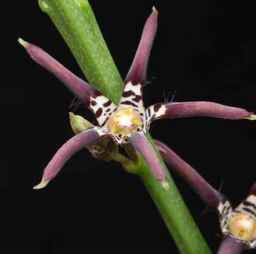 Caralluma priogonium 5 Pieces Seeds