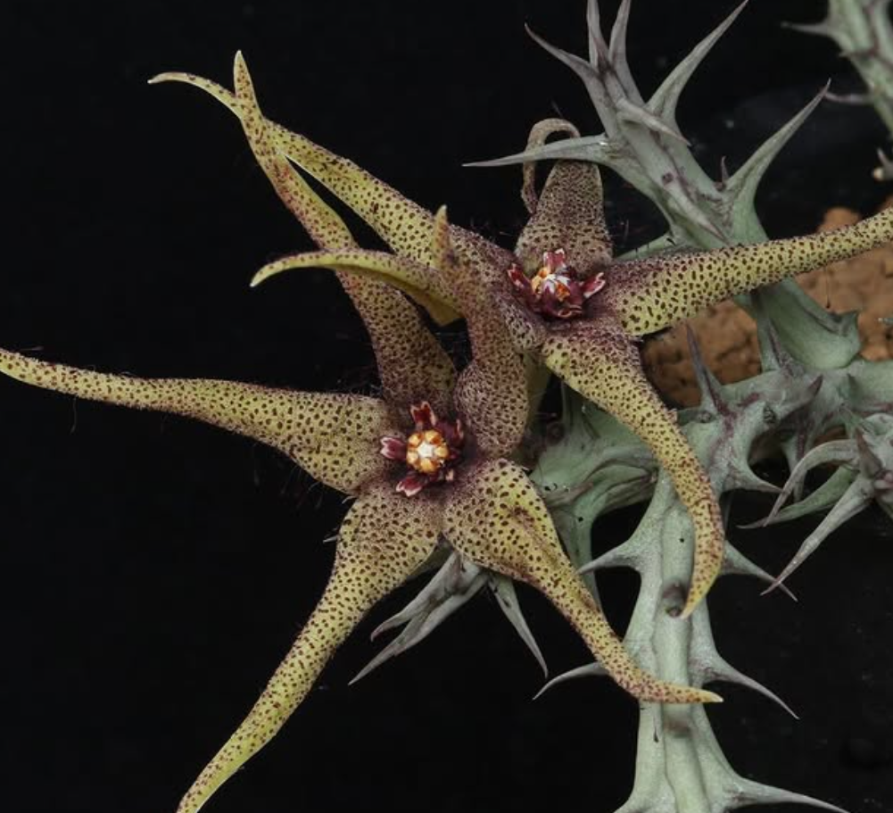 Orbea caudata ssp. rhodesiaca 5 Pieces Seeds
