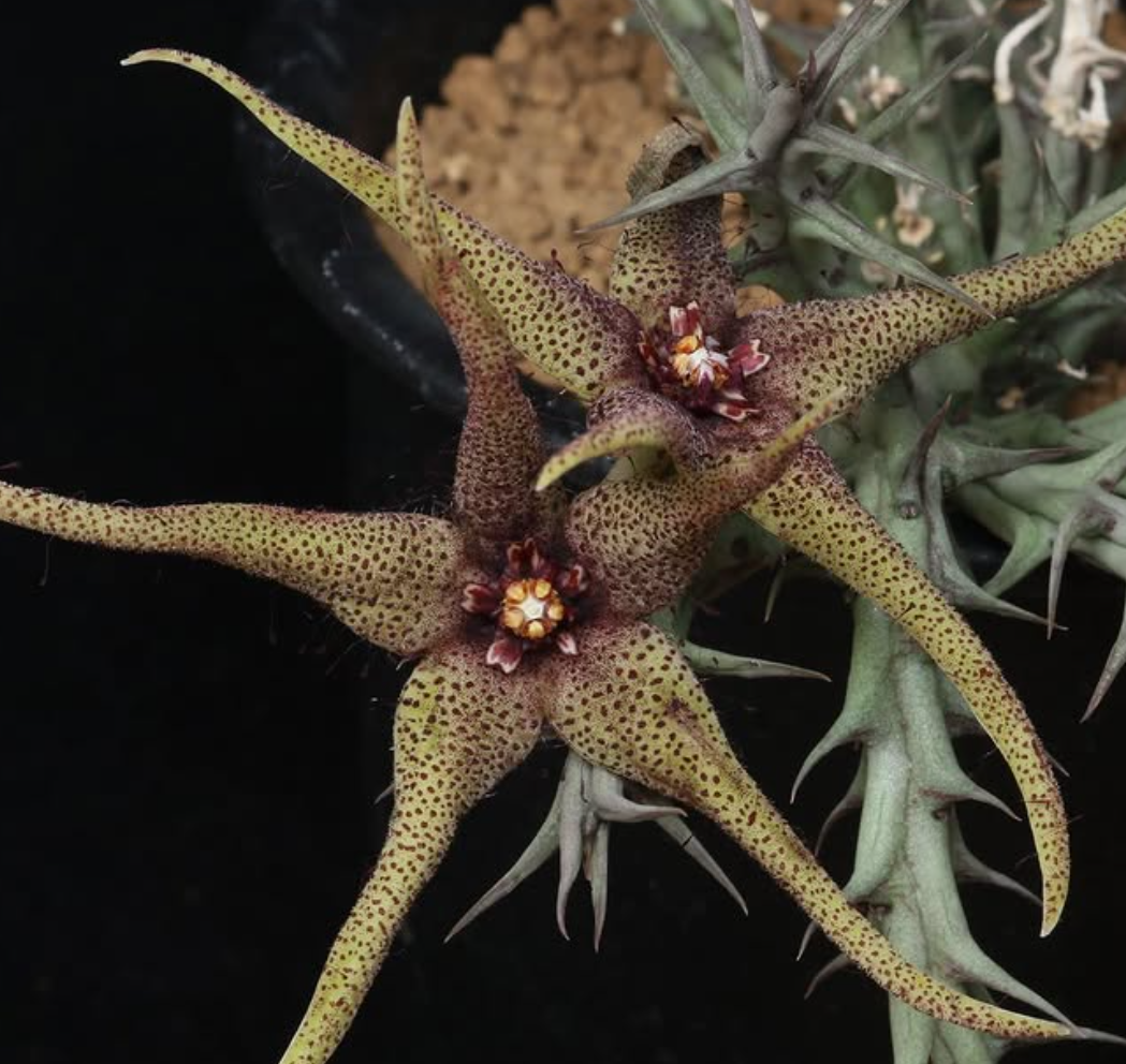 Orbea caudata ssp. rhodesiaca 5 Pieces Seeds