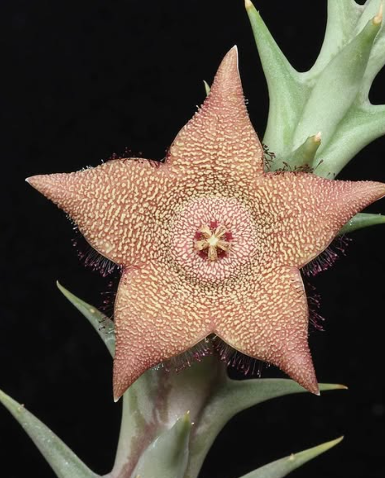 Orbea Tapscottii 5 Pieces Seeds